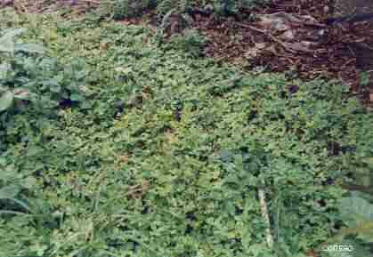 Foto Cubresuelos o Abonos Verdes, Leguminosas: Trébol