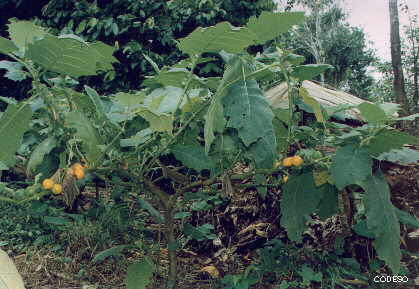 Naranjilla