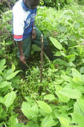 Reforestando con caña de guadúa y bambú